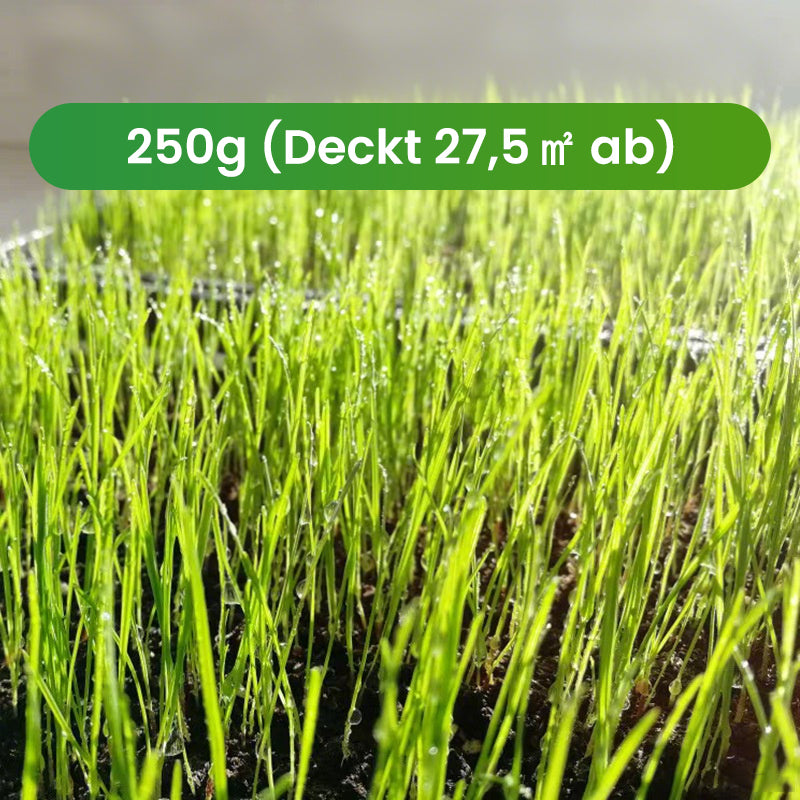 🔥 Grassamen für Rasen und Golfplatz