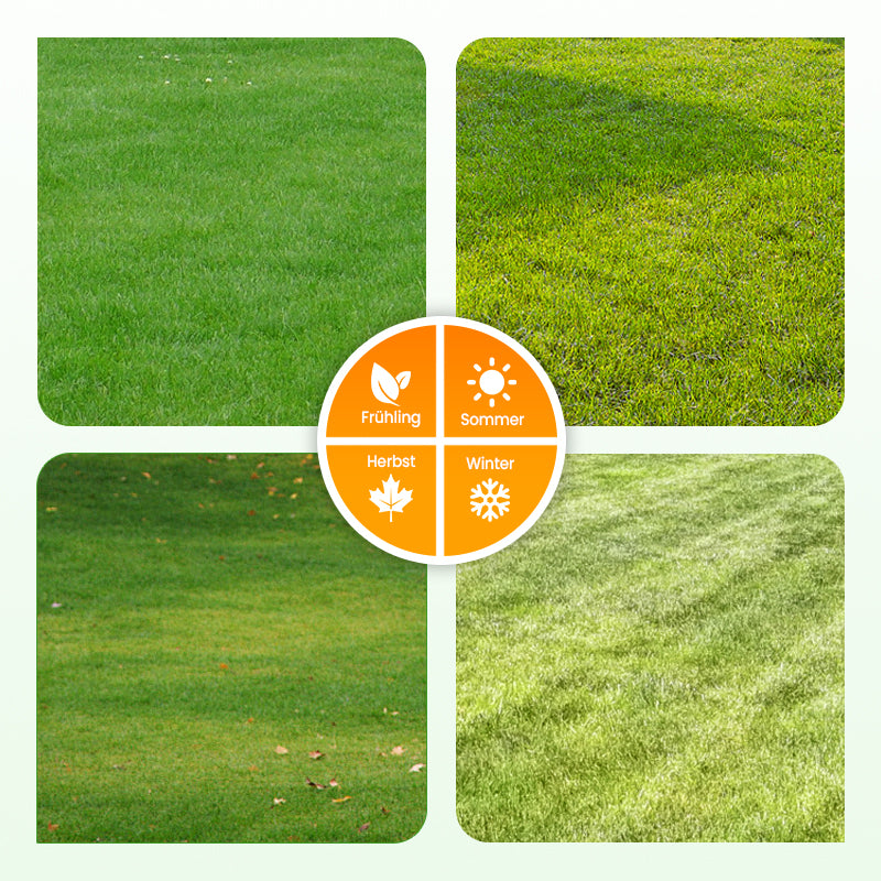 🔥 Grassamen für Rasen und Golfplatz