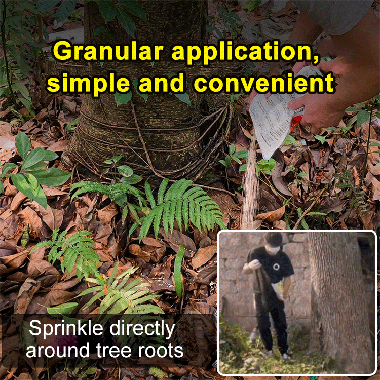 König des Bambus Reinigung fauler Wurzeln