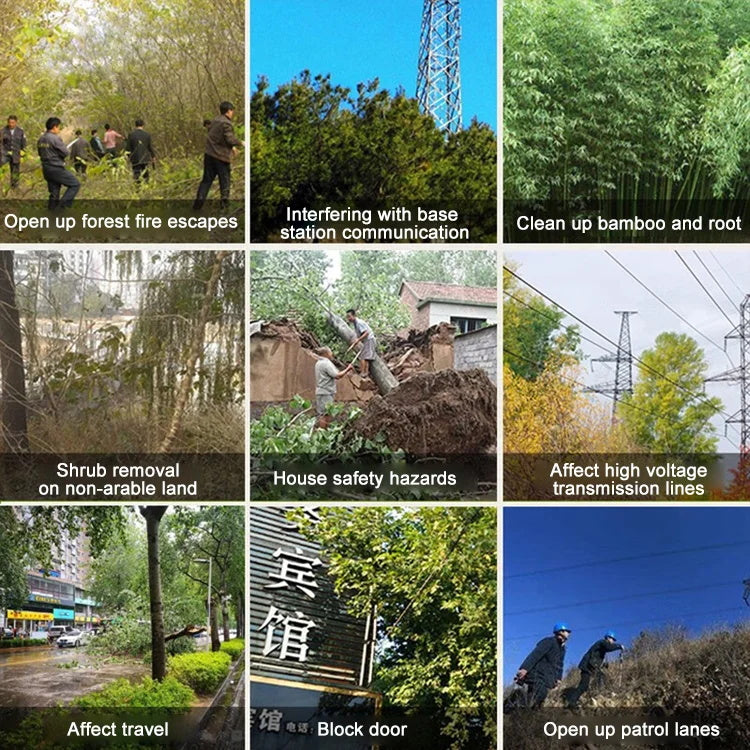 König des Bambus Reinigung fauler Wurzeln