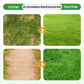 🔥 Grassamen für Rasen und Golfplatz
