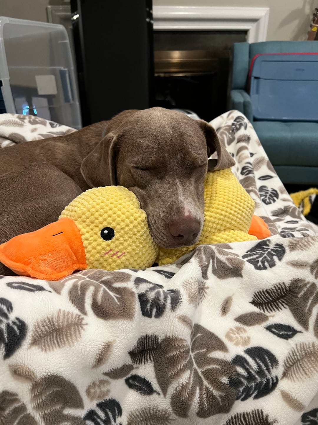 🦆 40% Rabatt! Quakende Plüsch-Ente für Katzen – weiches Kuschelspielzeug mit interaktivem Spielreiz – ideal für Spiel, Schmusen und Beschäftigung 🐱✨