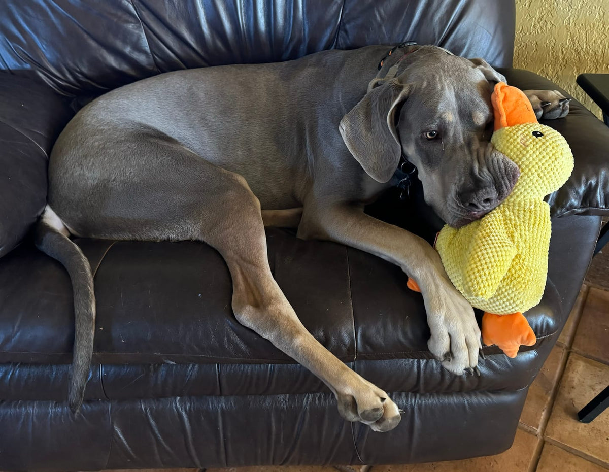🦆 40% Rabatt! Quakende Plüsch-Ente für Katzen – weiches Kuschelspielzeug mit interaktivem Spielreiz – ideal für Spiel, Schmusen und Beschäftigung 🐱✨