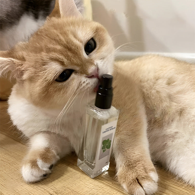 Katzenminze Flüssigspray - Sicher, rein und wirkungsvoll